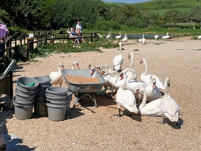 Foto 6x4 Self Service Abbotsbury\/SY5785 Während der Großteil der Farbe c2017