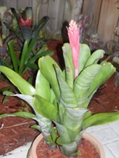 Aechmea FASCIATA X NUDICAULIS Bromeliad one tropical plant TALL 