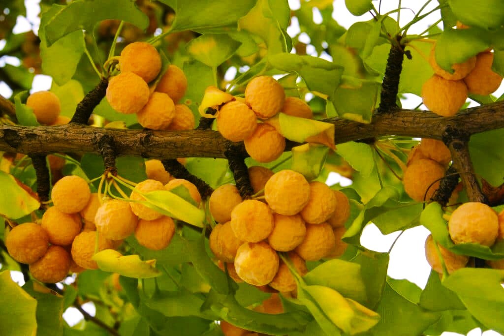 GINKGO BILOBA 金貨　純金 Ginkgo biloba 'JN9' ~ Sky Tower™ Ginkgo – JTSOP Farms