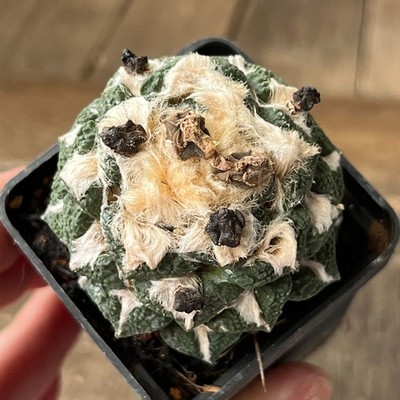 A33-101 Cactus hybr (fiss x kotsch), grafted