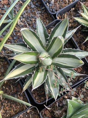 RareSucculent Plant Agave Horrida Variegate white