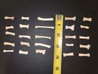 Varmint Tarsal & Metatarsal Bones - 25 pieces — photo 3