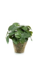 Artplants Kunst GlüCkstaler Sybil Im Terracottatopf, GrüN, 22Cm