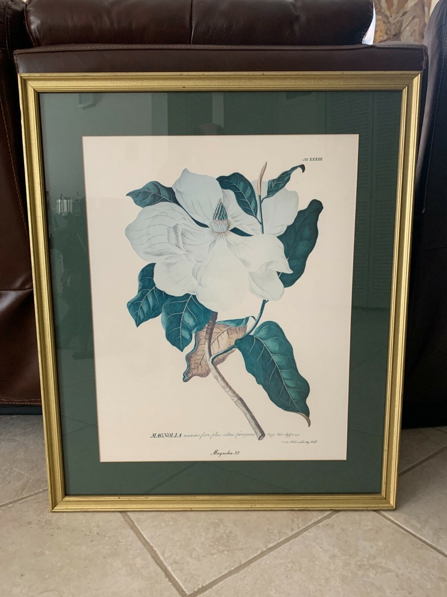 Rand. Hort. Chelf p132 Magnolia 33 Maximo Flore Folius Subtus Rand. Hort. Chelf p132 Magnolia 33 Maximo Flore Folius Subtus