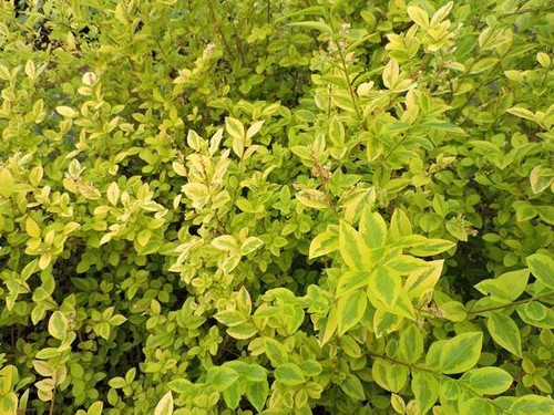 2x Kugel-Liguster Ligustrum delavayanum ca. 80 cm im Set immergrn,  winterhart | eBay.de