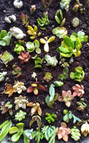 6 MINI ACTION KID, Terrarium Pods,Succulent Easy Care, Childrens Parties, Kids 6 - Picture 5 of 13