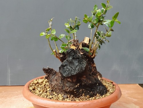 Bonsai Olivastro 25x22cm In Vaso Pianta Selvatica Albero Robusta Contattaci ⭐⭐ - Foto 8 di 10
