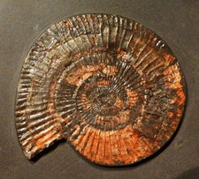 Płyta amonitowa z gminą Dactylioceras 9 cm / formacja robakowa drewna