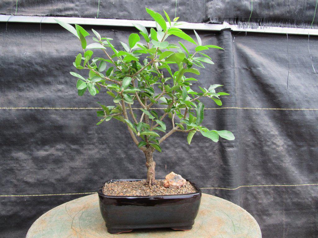 artificial split leaf philodendron 6'10