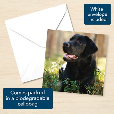 Labrador Brthday Card - Cards For Frend- Funny Card - Etsy