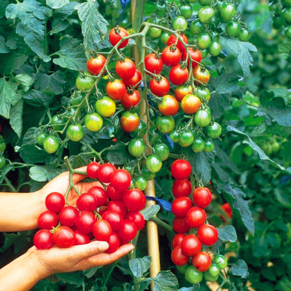 Seeds Tomato Cherry Mix Cocktail Yellow Pink Red Rare Organic