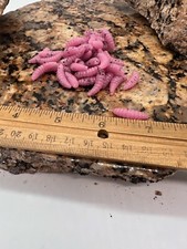 100-7/8" crappie panfish-scented-spikes-grubs-soft plastic wax worms-maggot pink