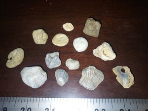 Unique & rare rock and Fossil Specimens, Brachiopods & Others, 13 pc mixed lot