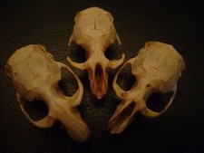 3 BLIND MICE real rat skulls HALLOWEEN CRAFTS taxidermy display BONES animal lot