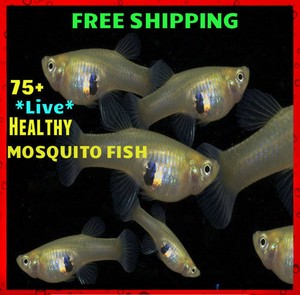 75 Live Gambusia Mosquito Fish Aquarium And Pond Feeder Fish
