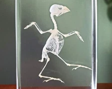Bird Skeleton In Resin, Real Animal Skeletons, Oddities, Lonchura Punctulata