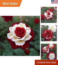 20 Rare Twin Red White Rose Seeds - Non-GMO Heirloom Blooms for Your Garden