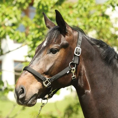 ELDORADO Nylon-Pferdehalfter Lea - schwarz - Kaltblut Halfter Führhalfter Stall
