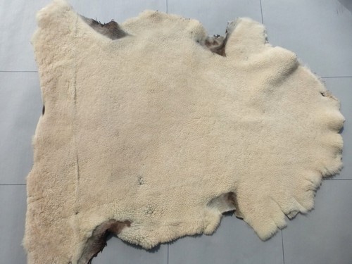 sheepskin shearling leather hide Buttercream Soft Tight Curly Hair w/Suede Back - 第 1/5 張圖片