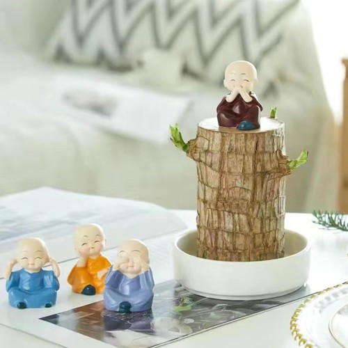 Brazilian Wood Lucky Plant Brazil Wood Potted Plant w/Tray Monk Desktop Decor - Picture 14 of 44