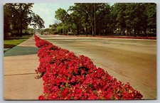Petuna lined Galena Avenue Men's Garden Club Project Dixon PostCard IL c1960s