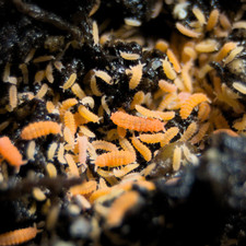 60 Orange Springtails Yuukianura aphoruroides Starter Culture Live Guarantee