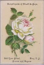 Compliments of Cluett & Sons, Pianos and Organs Victorian Trade Card, White Rose