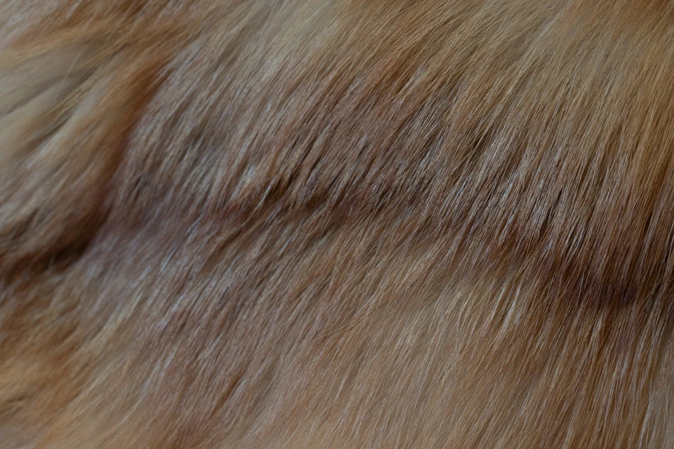 Pelzmatel, Rotfuchs in Größe 38 /40 - Bild 2 von 4