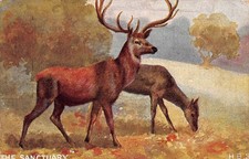 Postcard The Sanctuary Stagg Deer H.B.S Posted c1910