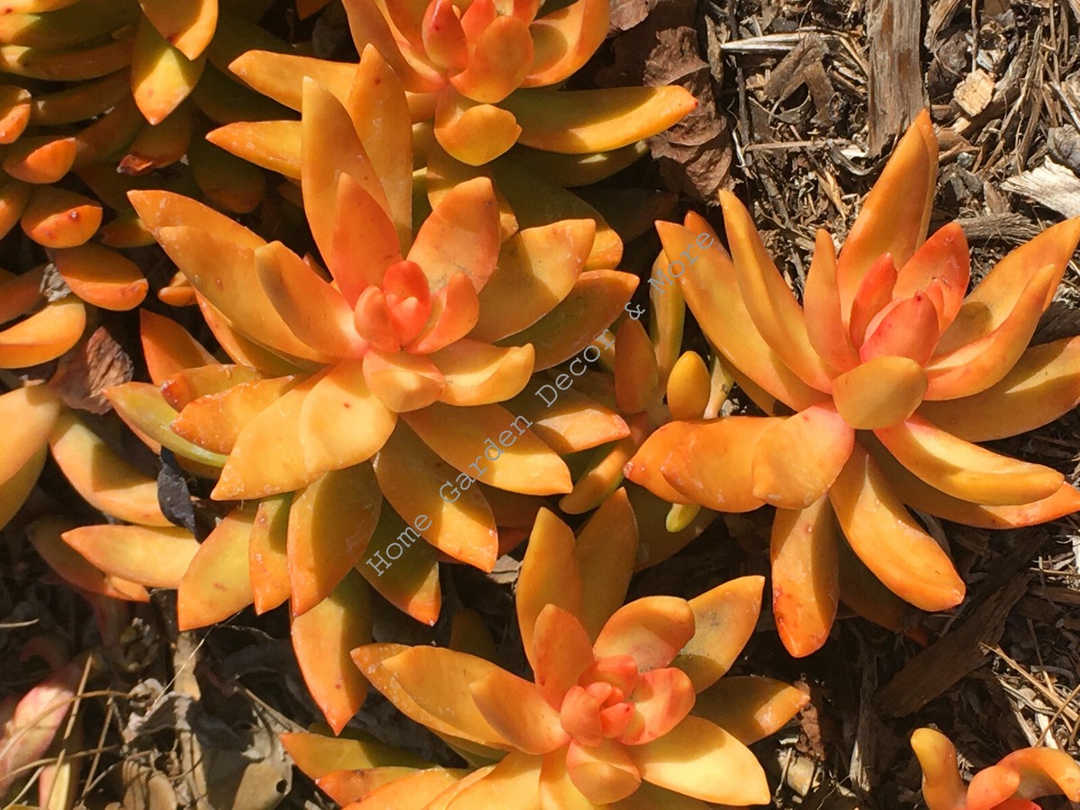 2 CUTTINGS 4" Sedum Adolphi FIRESTORM Succulent Plant Red Orange Coppertone  | eBay