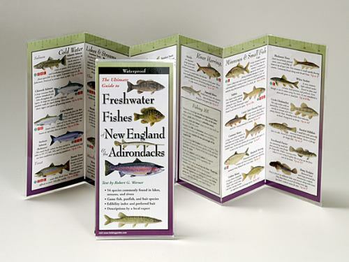 Ultimate Guide to Freshwater Fishes of New England and Adirondacks ...