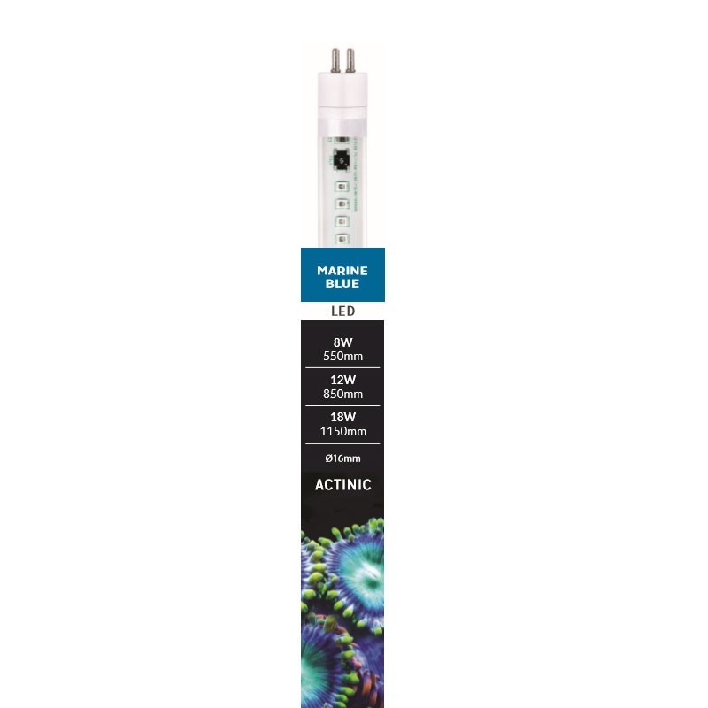 T5 LED Marine Blue 55cm tube bleu pour croissance coraux aquarium 8w