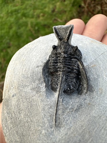 Fossil Cyphaspis walteri Trilobite, Devonian - Trilobite, Morocco - 第 1/14 張圖片