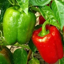 CHINESE GIANT BELL PEPPER 30+ "SWEET" GREEN red  BELL pepper NON-GMO free SHIP