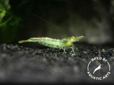 Green Babaulti Shrimp Caridina cf. babaulti BREDBY: Aquatic Arts