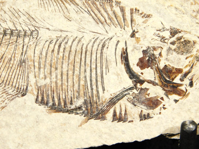 X-RAY Bones! 50 Million Year Old Diplomystus FISH FOSSIL Wyoming 93.7gr