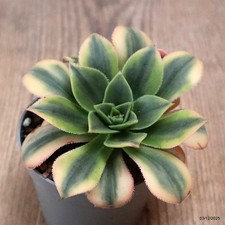 D7649 AEONIUM FLORESENS MACETA ABIGARRADA 6,5-H6-W10 cm MaMa Cactus