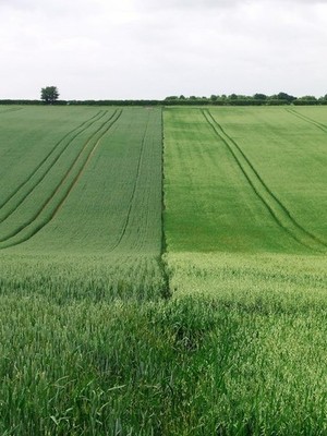 Foto 6x4 zweifarbige Felder Heydon\/TL4340 zwei verschiedene Kulturen im gleichen c2017