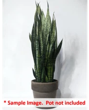 16 Uprooted Snake Plant (Sansevieria Zeylanica) Cuttings 6-12"