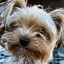 The Flying Terrier