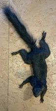Black Squirrel Climbing Down Wall Mount ~ Taxidermy