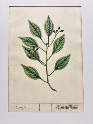 Camphora / Kampfer-Baum. Kol. Kupferstich Nr. 347 von N.F. Eisenberger aus Black