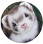 ferretbusiness202