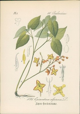 Chromolithographie : Alpen - Sockenblume. Epimedium alpinum L. Berberideae. Bisc