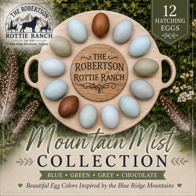 12 Blue Ridge Mountain Mist Collection Incubating Eggs