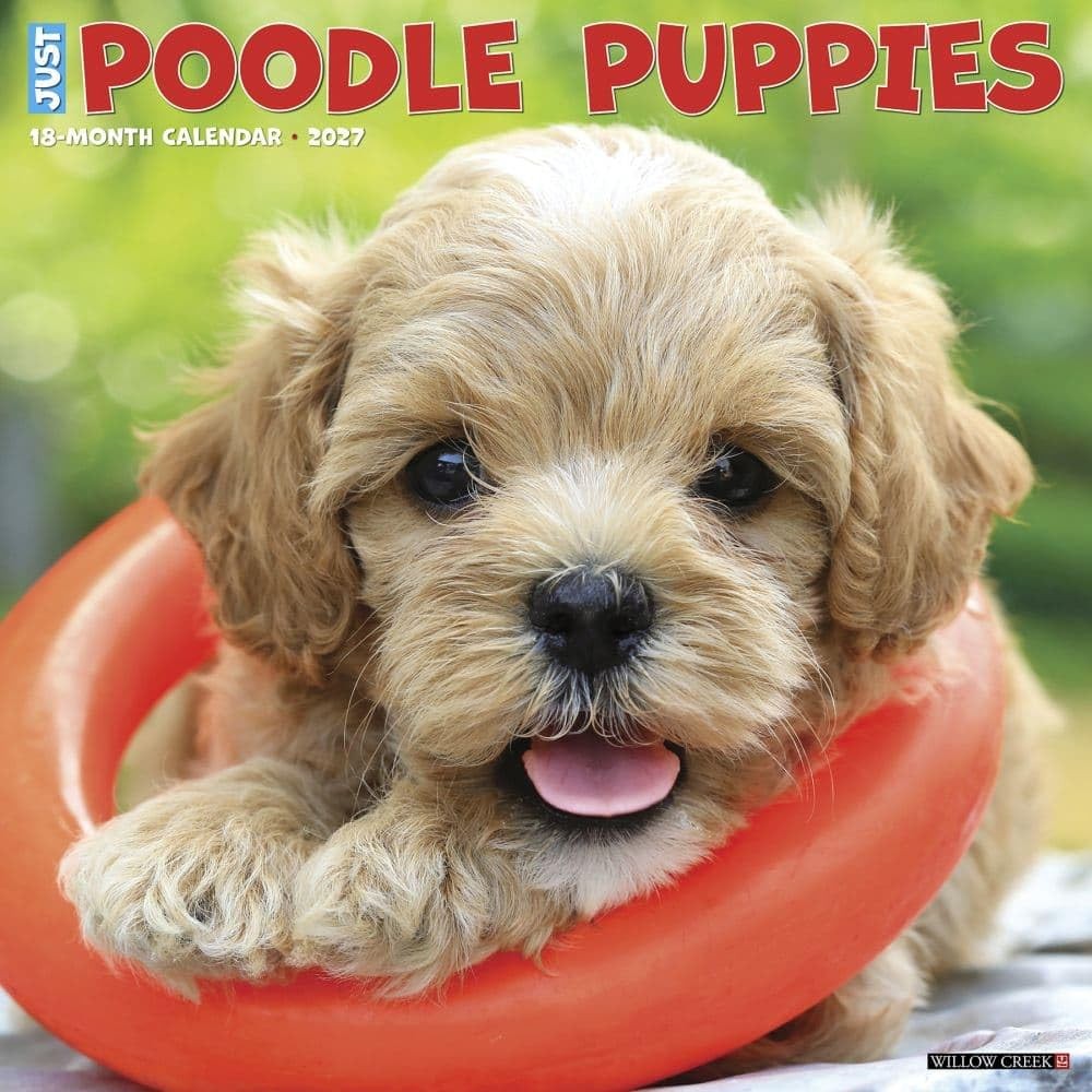 Poodle Puppies 2027 Wall - Image 4
