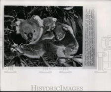 1949 Press Photo A pair of Koala Bear cubs cling to the back of their mother