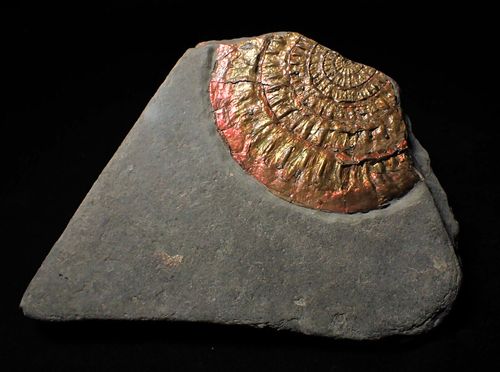 Iridescent multi-colored Caloceras ammonite fossil display Somerset UK Ammolite - Picture 5 of 8