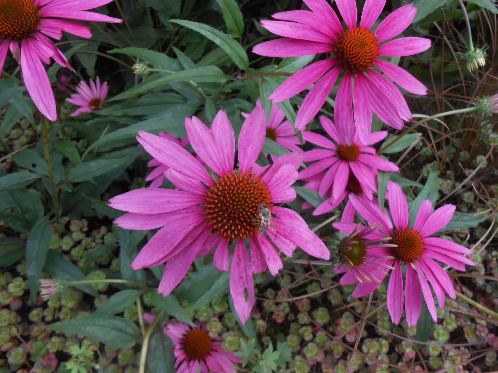 Sonnenhut Echinacea purpurea Rubeckia winterhart Heilpflanze 30 Samen