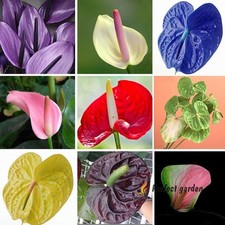 20 semi misti Anthurium Andraeanum bonsai perenne balcone pianta da giardino in vaso